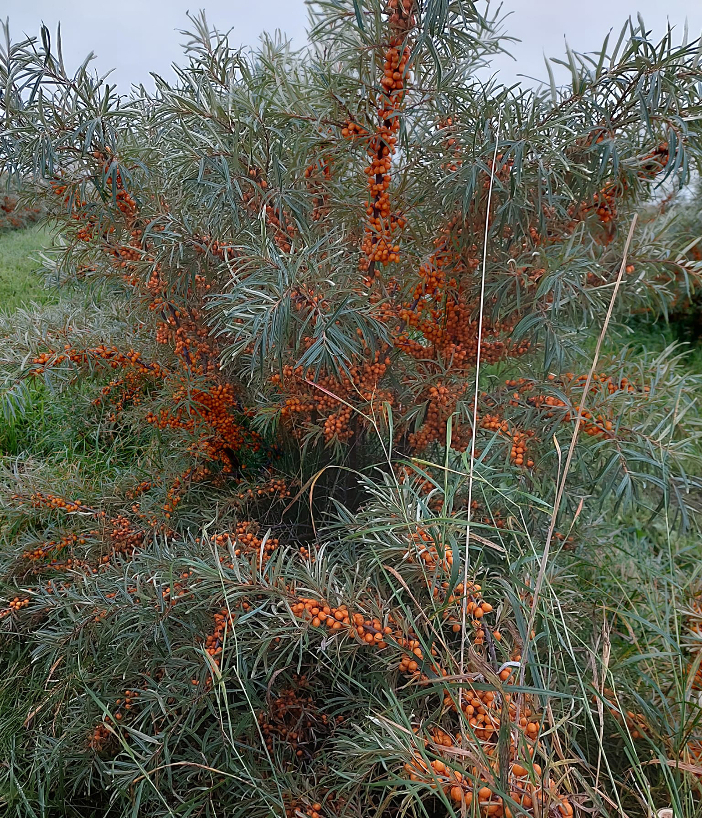 Tyrnipuu, jossa marjoja.